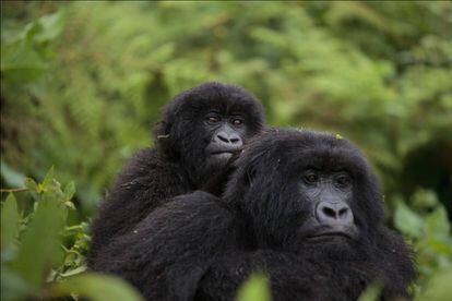 Gorilas de montaña, que viven en África, entre los volcanes del Virunga y el parque nacional de Bwindi.
