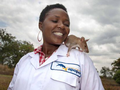 Las ratas permiten confirmar diagnósticos de tuberculosis a decenas de miles de personas en Mozambique.