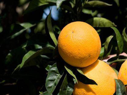  Naranjas de las plantaciones de Huelva del grupo García Carrión.