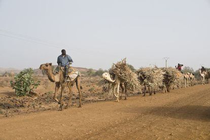 Caravana de camellos a su paso por Toumboulana. Los tuareg transportan paja para dar de comer a los animales y para venderla en Taoua, ciudad a la que se dirigen.