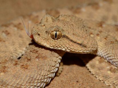 Ejemplar de víbora cornuda árabe ('Cerastes gasperettii gasperetti').