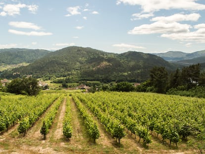 Los viñedos de la bodega Mauro Estévez en Arnoia (Ourense).