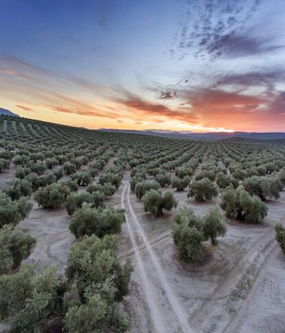 Panorámica de un olivar cerca de Torredonjimeno, en la provincia de Jaén (Andalucía). / JOSÉ MANUEL PEDROSA
