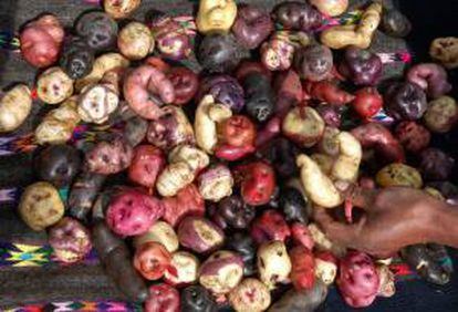 Imagen de diferentes variedades de papa cultivadas por campesinos de la comunidad de San José de Aymara, en el departamento de Huancavelica, en la sierra central de Perú. EFE/Archivo