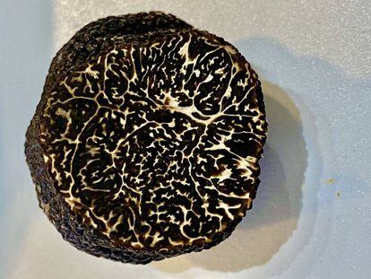 Tuber Melanosporum. J. C. CAPEL