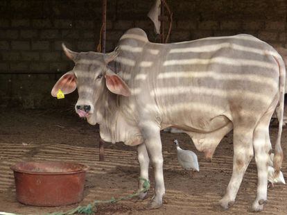 La ganadería del emigrante retornado Birame Fall, situada en Kaolack, se compone de nueve vacas lecheras que le proporcionan una media de 70 litros de leche fresca al día.