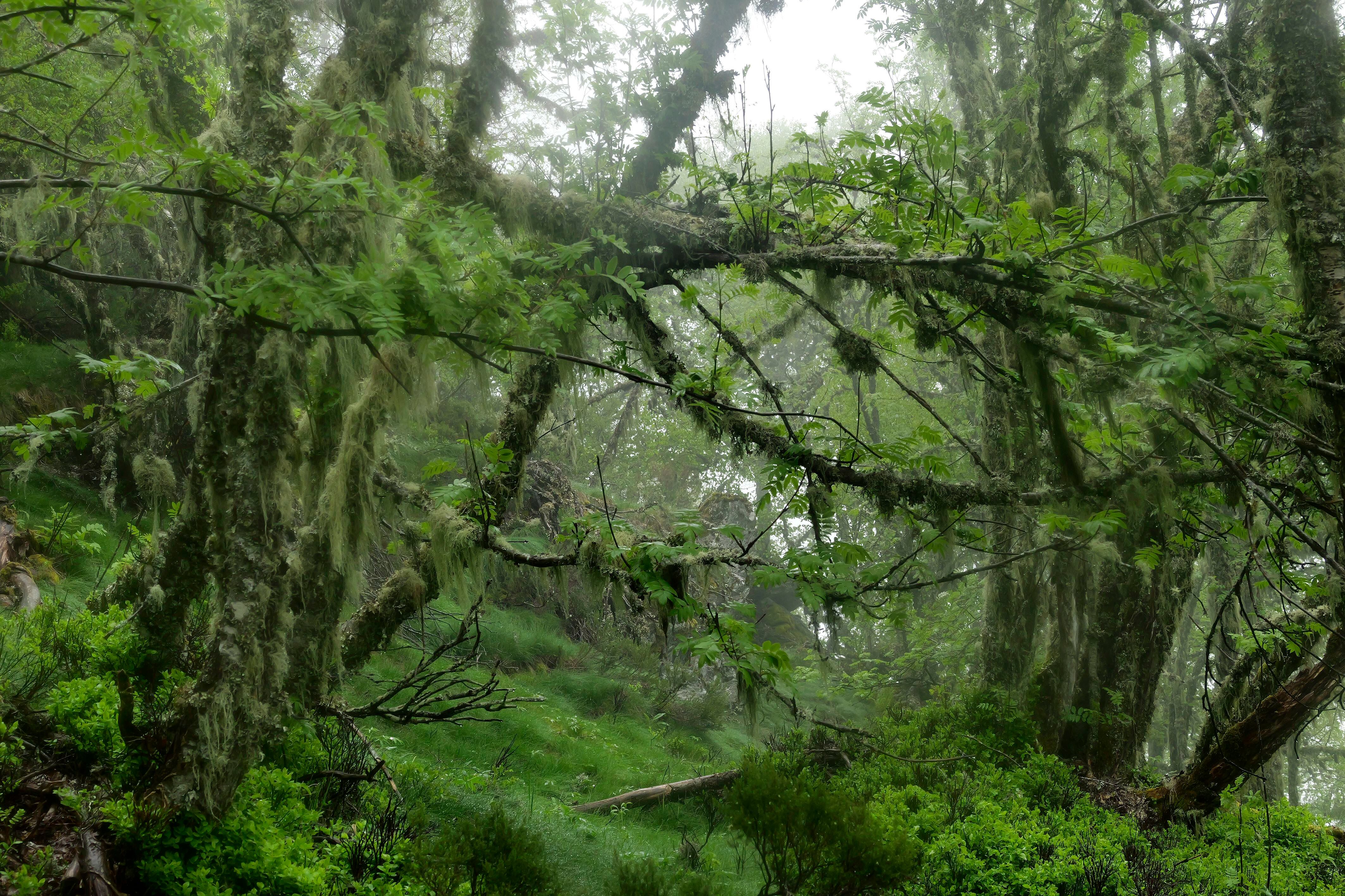 Panorámica del hábitat del urogallo en el Alto Sil: un bosque atlántico entre la niebla con sotobosque de arandaneras.
