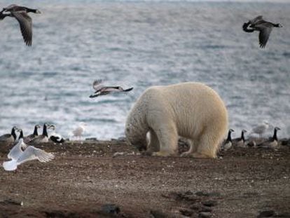 Hallan población secreta de oso polar en hábitat imposible – DW –  17/06/2022