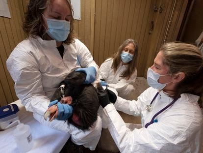 Veterinarios aplican vacuna a cóndor en el Zoológico de Los Ángeles el 15 de agosto de 2023.