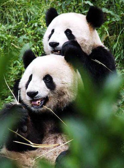 Dos pandas, en el Centro de Reproducción de Chendú.