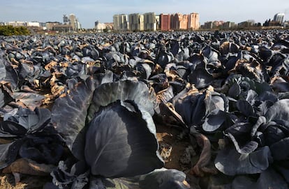 Una imagen de la huerta en el término de Valencia.