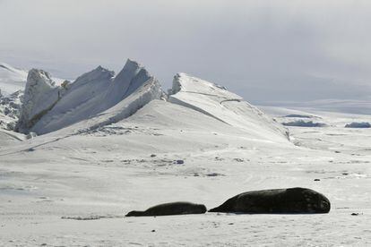 Una investigación de la Universidad de Florida defiende que el 80% de los 94 procesos ecológicos que forman ecosistemas marinos, de agua dulce y terrestres sanos ya muestran signos de estrés ante el cambio climático. En la imagen, focas en una zona congelada del Mar de Ross, en la Base Scott de la Antártida, el 12 de noviembre de 2016.
