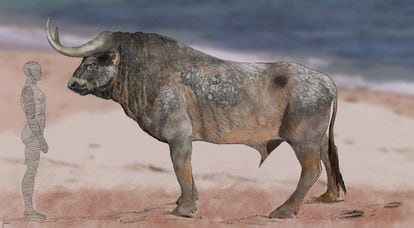 Reconstitution of the size of the aurochs based on the clues found in Trafalgar, in a coastal context.