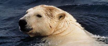 Un oso polar en el documental La isla de Southampton emitido en National Geographic. 
