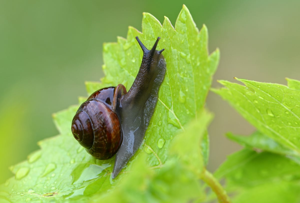 Why do snails come out when it rains? Pledge Times