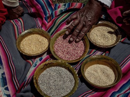 La recuperación del alimento sagrado de los incas