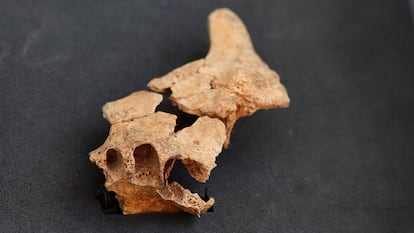 Presentación del descubrimiento de la cara del primer europeo, este viernes en el yacimiento de Atapuerca.