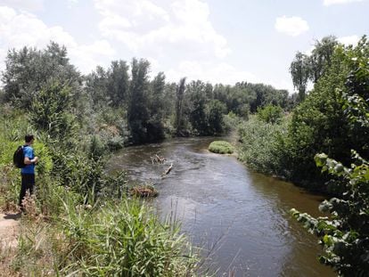El río Jarama a su paso por Rivas-Vaciamadrid, donde prolifera la mosca negra.