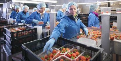 Trabajadoras clasificando fresas para su posterior venta