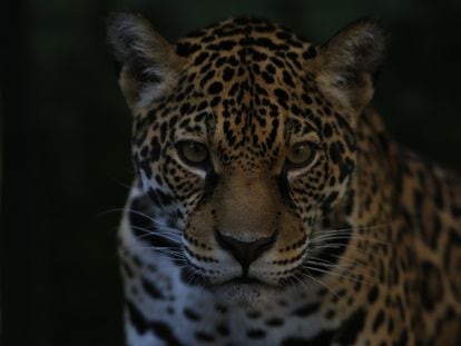 Un jaguar rescatado por tráfico de animales en la Fundación Santa Cruz en San Antonio, Cundinamarca (Colombia).