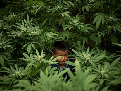 Un niño camina por el invernadero de cultivo tradicional de cannabis de su familia, en la Vereda el Manzano, el 15 de julio de 2022.