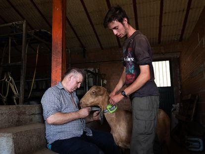 Alejandro Torralvo instala un dispositivo GPS a una de sus cabras con ayuda de su padre Florián Torralvo.