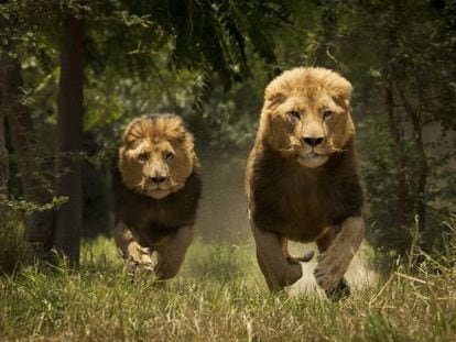 Historias de verano: los leones del Tsavo