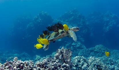 Una tortuga marina con peces negros y amarillos.