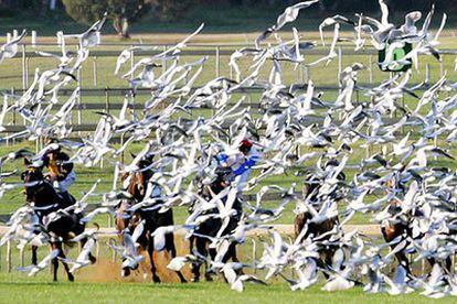 Las gaviotas aparecieron por sorpresa y provocaron cinco jinetes heridos