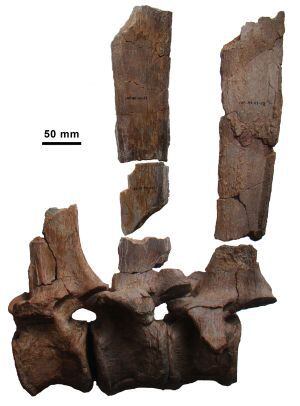 Vértebras dorsales fosilizadas del dinosaurio `Morelladon beltrani´ con fragmentos de las espinas que sustentarían la vela dorsal del animal. 