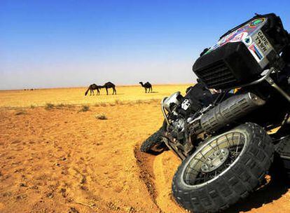 Un rebaño de camellos rompe la monotonía del Desierto Sirio