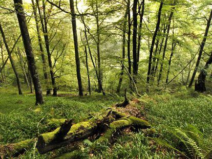 El bosque de Munielllos, considerado reserva de la bioesfera, en Asturias.