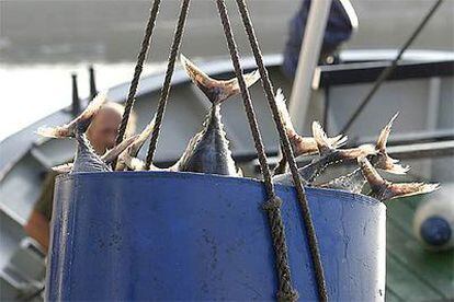 Un pesquero de Hondarribia descarga sus capturas de atún.
