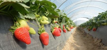 Plantación de fresas en Huelva de la empresa Masiá Ciscar.