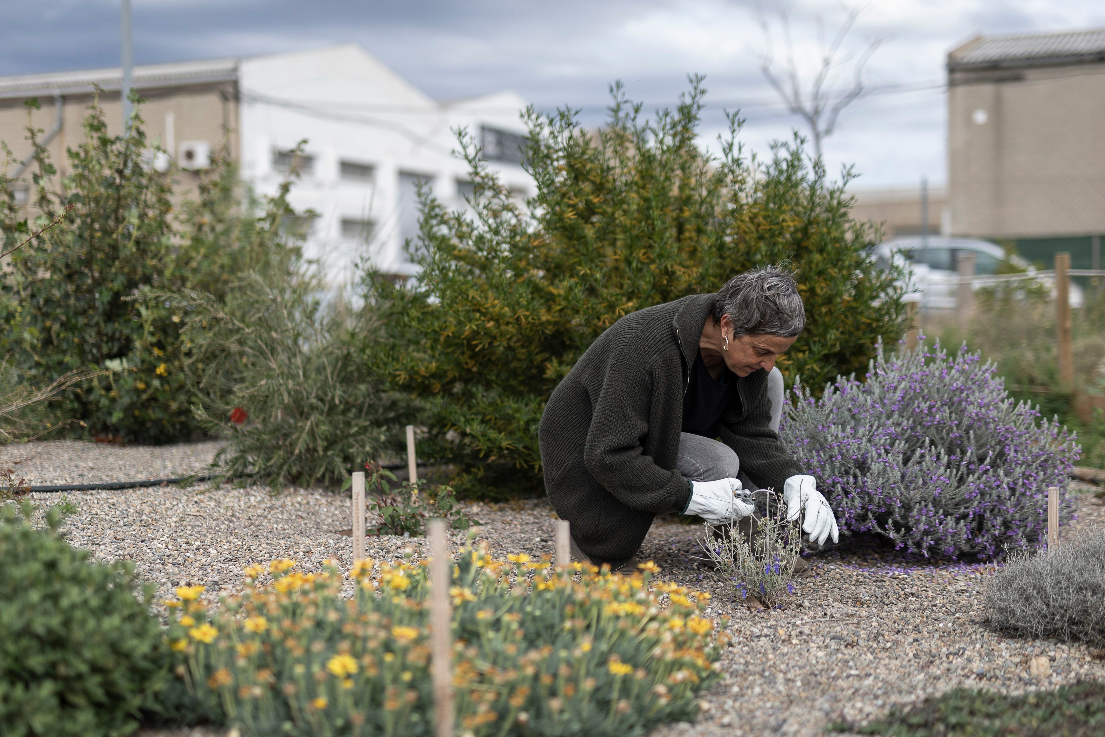 El jardín mediterráneo del futuro florece en Barcelona: “Llevamos cinco años sin regar”