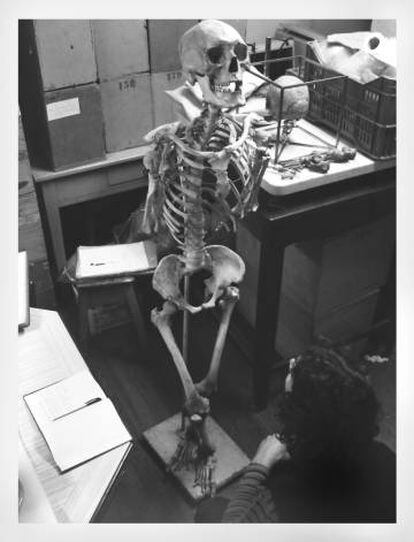Esqueleto del rebelde selk'nam Seriot, usado como material de estudio para los alumnos de Antropología de la Universidad Nacional de la Plata