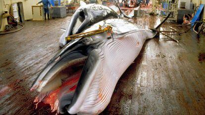 Una ballena capturada por pescadores japoneses en 2008.