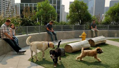 En las oficinas de Amazon los perros van al trabajo y tienen espacios dedicados.