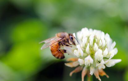 White clover provides nectar and pollen to a multitude of garden insects.