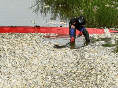 Los servicios de limpieza y emergencias retiran peces muertos del río Oder en Krajnik Dolny (Polonia) este sábado.