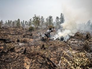 Un hombre de la tribu Dayak Ngaju intenta extinguir un fuego con una rama en un santuario natural situado dentro de la concesión de palma aceitera de PT Globalindo Agung Lestari (GAL) en Mantangai, Distrito de Kapuas, Kalimantan central. PT GAL pertenece al grupo de la empresa malaya Genting Plantations Berhad.