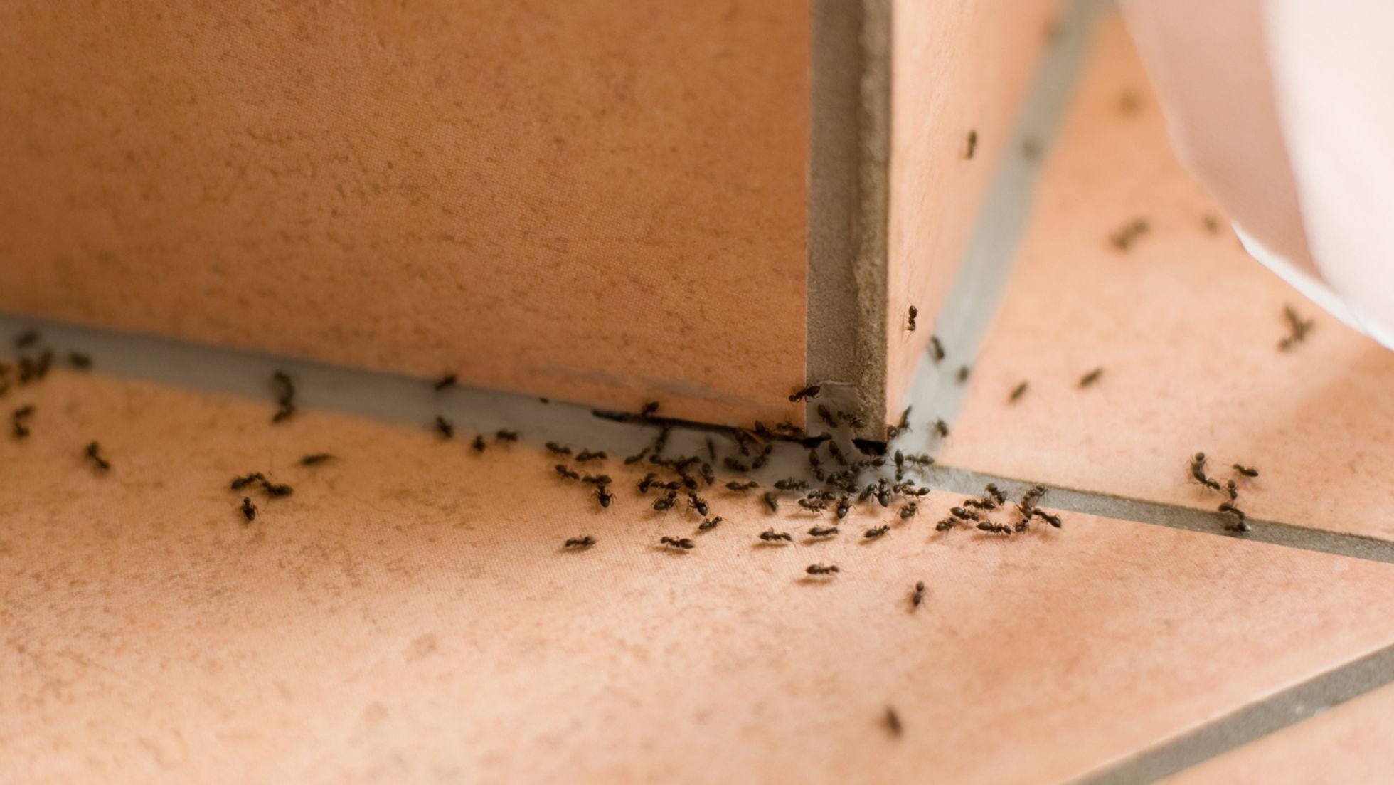 Cómo combatir las hormigas en casa