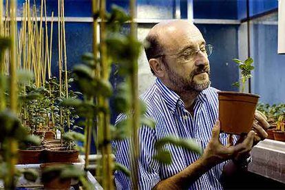 Pere Puigdoménech, en su laboratorio de genética vegetal (CSIC-IRTA), en Barcelona.