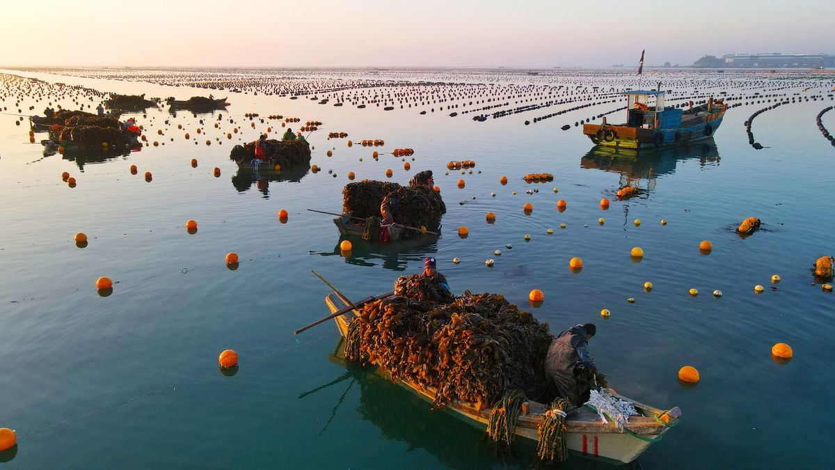 Europeans have already been eating seaweed for 8,000 years  Sciences