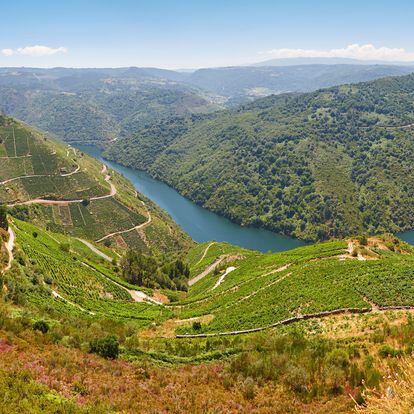 Vista panorámica de unos viñedos en la  Ribeira Sacra, Galicia.