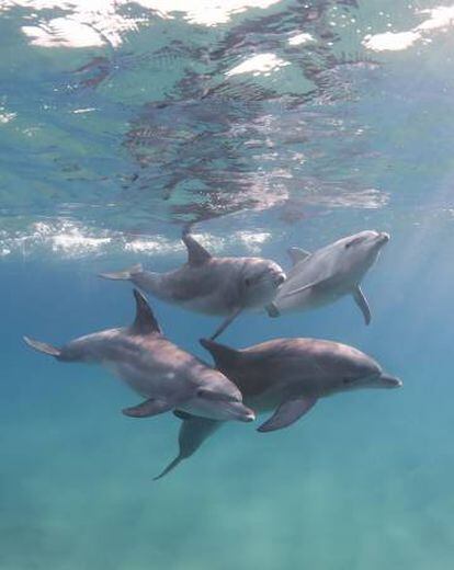 Delfines mulares en Ponta do Ouro, en Mozambique.