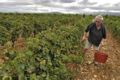 Un agricultor vendimiando en Rivesaltes (Francia). EFE/Archivo