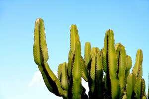 Un ejemplar del Jardín de Cactus de Lanzarote.
