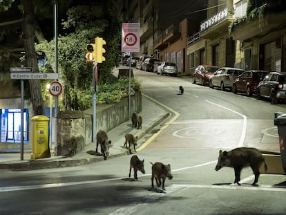 Jabalíes en el centro del barrio barcelonés de Vallvidrera.