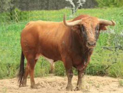 Ejemplar de la ganader&iacute;a del Conde de la Maza, lidiado el pasado s&aacute;bado en Tarazona de la Mancha.